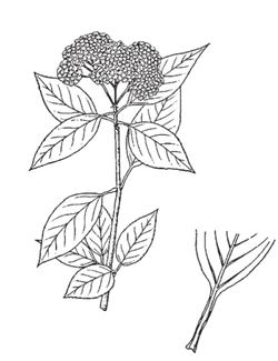 Leaves: Deciduous opposite, simple, blades 5-10 cm long; fine, sharp incurved teeth; bright green above; pale and marked with tiny black dots beneath.