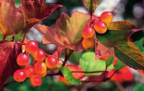Fruits a round drupe up to 12 mm long; blue-black flattened stone in open branched clusters; with a large pit and sweet pulp; August-October.