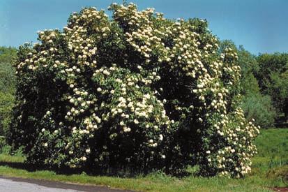 Source: USDA-NRCS PLANTS Database / Herman, D.E., et al. 1996. North Dakota tree handbook.