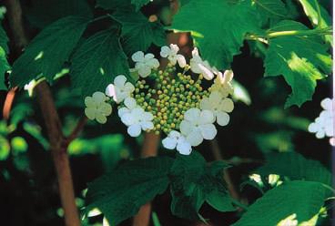 21. Highbush Cranberry Viburnum trilobum marsh. The fruit of this tall (4 m) spreading shrub is used as a substitute for cranberries and is used for jellie and beverages.