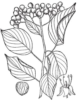 22. Alternate-Leaf Dogwood Cornus alternifolia L.f. The Alternate-Leaf Dogwood is a large shrub or small tree growing to a height of 4-6 m.
