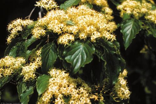 Habitat: An understory species of beech-maple forests; deciduous swamp borders, stream banks and ravines; cool, moist fertile sites.