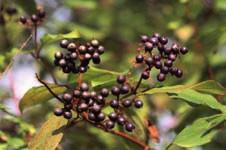 beneath; untoothed. Fruiting Structures: Flowers creamy white, small; numerous in large clusters; June.
