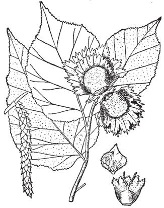 23. American Hazel Corylus americana Walt. Also known as American Hazelnut, this 2-3 m high bushy shrub produces nuts that are used by wildlife as a food source.