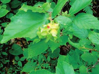 Habitat: Open well-drained sites in dry and moist situations; roadsides, fence rows, edges of forests, old pastures.