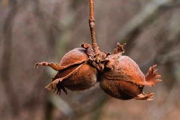 Fruit of the American hazelnut. Source: Bob Klips. http://www.bobklips.com. Used by permission. Source: Beth Hippert. Crow Wing Soil and Water Conservation District.