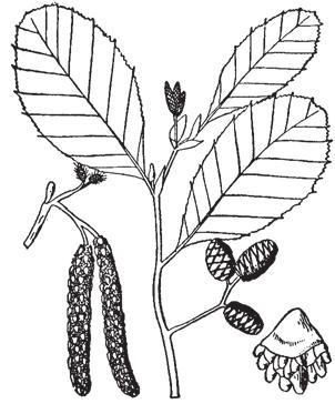 It is shade-intolerant, short-lived and moderately fast-growing. Habitat: Wet, open sites along streams; also in depressions and open swamps with moving water.
