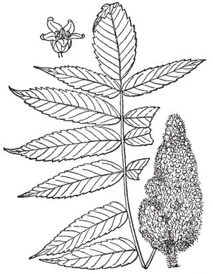 25. Staghorn Sumac Rhus typina L. Staghorn sumac has attractive autumn colouring. It is a tall thicket-forming shrub reaching a height of 6 m.