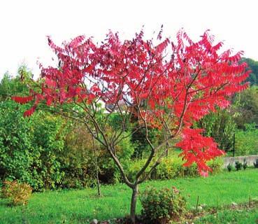 Leaves: Deciduous alternate, pinnately compound with 11-31 leaflets; 20-50 cm long; toothed; dark green above; paler beneath; turning orange, scarlet, crimson, or