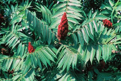 2: 481. In the public domain. Source: USDA-NRCS PLANTS Database / Herman, D.E., et al. 1996. North Dakota tree handbook.