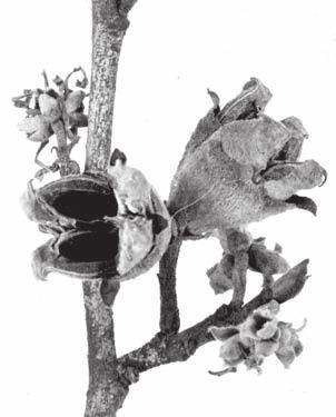 26. Witch-hazel Hamamelis virginiana L. Witch-hazel is a large spreading shrub reaching 6 m tall.