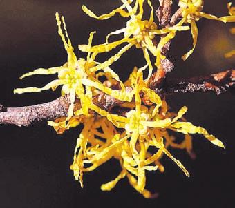 Fruiting Structures: Flowers flowers appear ragged, usually in groups of three, opening in the autumn about the time the leaves are falling.