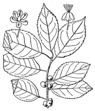 27. Common Winterberry Ilex verticillata (L.) A. Gray The common winterberry is an erect shrub or small, slender tree that reaches 4 m in height.