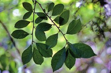 Leaves: Deciduous alternate, simple, blades 3-10 cm long; sharply toothed with shallow short bristle tips; dull, dark green above; paler beneath;