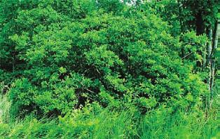 Fruits bright orange to red berrylike drupe; containing 3-5 smooth nutlets; remaining on shrub well into the winter. Source: Tree Canada.