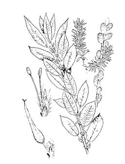 28. Pussy Willow (American Willow) Salix discolor Muhl.