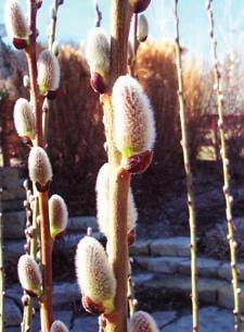 Leaves: Deciduous alternate, simple oblong blades 3-10 cm long; bright green and smooth above; whitened below; irregularly wavy or toothed above the