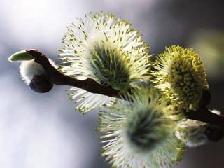Fruiting Structures: Flowers catkins; male and female on separate plants; female catkins densely flowered, 2-6 cm long; male catkins 2-4 cm long; scales