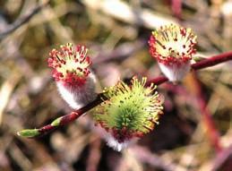 29. Bebb Willow Salix bebbiana Sarg. Bebb s willow large shrub or small tree reaching 6 m tall.