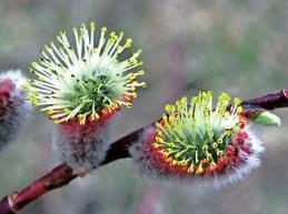 Habitat: Moist to wet thickets; meadows, swamps, lakeshores, river banks, deciduous and coniferous forests.