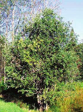 Fruiting Structures: Flowers catkins; male and female on separate plants; female catkins loosely flowered,
