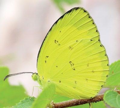 142 Atlas of Butterflies and Diurnal Moths of Northern Australia Scalloped Grass-yellow Eurema alitha (C. & R.
