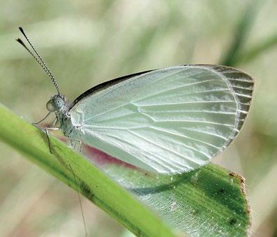 150 Atlas of Butterflies and Diurnal Moths of Northern Australia Small Pearl-white Elodina walkeri Butler, 1898 Habitat Elodina walkeri breeds in semi-deciduous monsoon vine thicket in both coastal