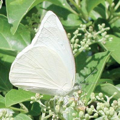 152 Atlas of Butterflies and Diurnal Moths of Northern Australia White Albatross Appias albina (Boisduval, 1836) Larval food plant Drypetes deplanchei (Putranjivaceae).