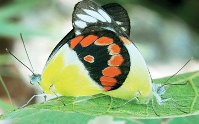 164 Atlas of Butterflies and Diurnal Moths of Northern Australia Scarlet Jezebel Delias argenthona (Fabricius, 1793) Habitat Delias argenthona typically breeds in a variety of woodland and open