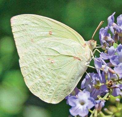 130 Atlas of Butterflies and Diurnal Moths of Northern Australia Lemon Migrant Catopsilia pomona (Fabricius, 1775) Larval food plants *Cassia fistula, *C. siamea, *Senna alata, *S.