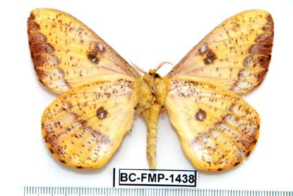 Saturniiden aus dem Hochland von Peru und Südbolivien/ Nordargentinien (Lepidoptera: Saturniidae, Hemileucinae). Arthropoda 14 (1): 12-22. Meister, F. & Schmit, P.
