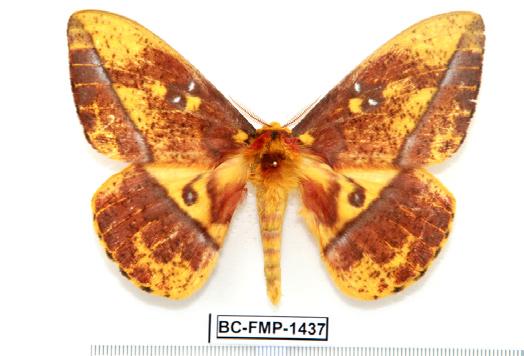 & Wenczel, B. (2002): Dirphia barinasensis n. sp., eine neue Saturniide aus Venezuela (Lepidoptera: Saturniidae, Hemileucinae). Arthropoda 10 (2): 13-25. Michener, C. D. (1952): The Saturniidae (Lepidoptera) of the western hemisphere.
