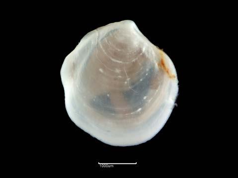 Depth: Infralittoral. Geography: North of Ireland. Condition: Good, Medium (2-3mm).