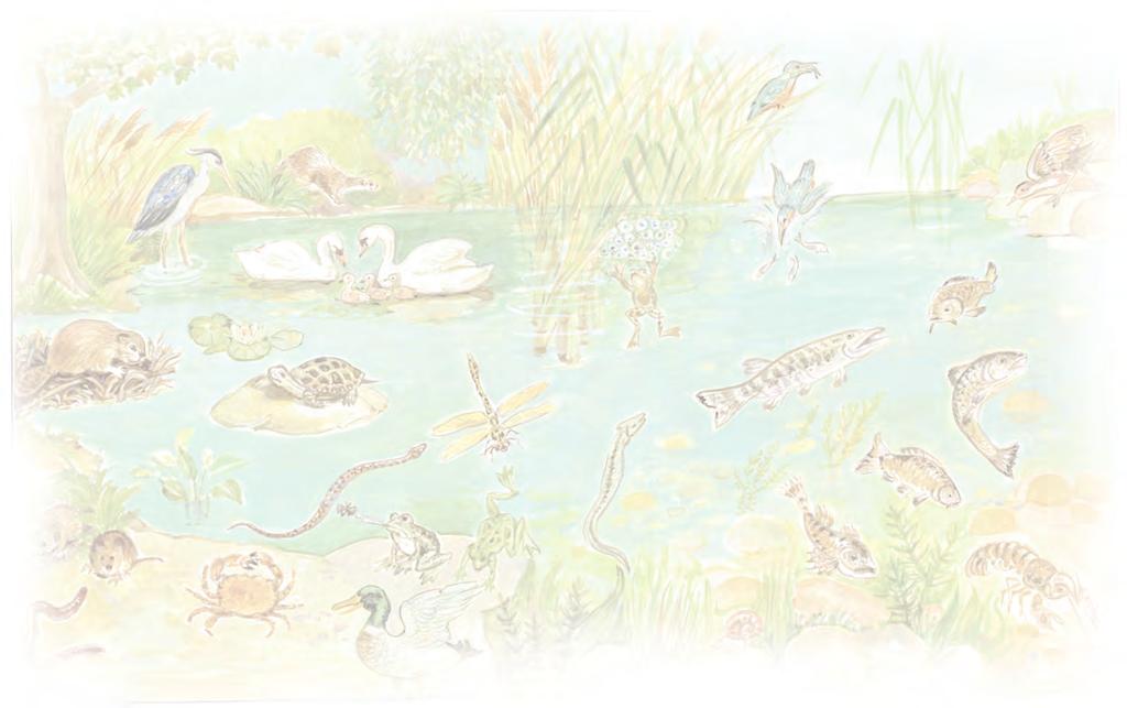 Ενότητα 4 Φυτά και ζώα του τόπου μας 16 Συμπληρώνουμε τον πίνακα και με άλλα ζώα των λιμνών και των ποταμών, όπως στο παράδειγμα.