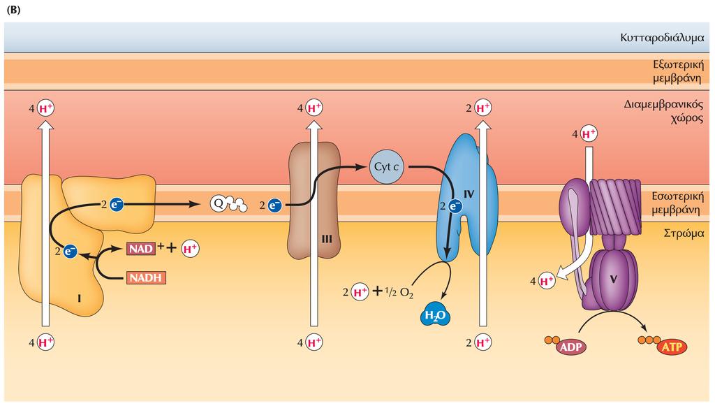 Η μεταφορά e- μέσω των συμπλόκων της μεμβράνης - Ι Η αλυσίδα μεταφοράς e- από το NADH * η Ροτενόνη αναστέλλει την μεταφορά e- από το σύμπλοκο Ι προς συνένζυμο Q (συνένζυμο Q) (κυτόχρωμα C) Έτσι, η