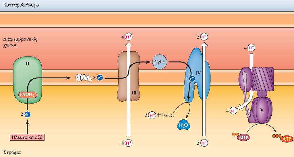Η διέλευση e- μέσω των συμπλόκων της μεμβράνης - ΙΙ 2.