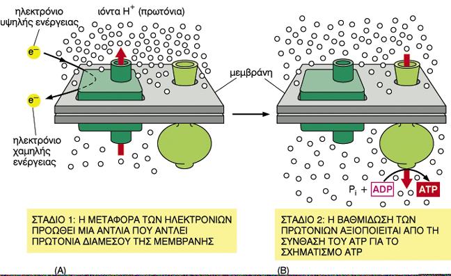 Ο μηχανισμός παραγωγής ATP στην ΕΣΩΤΕΡΙΚΗ ΜΕΜΒΡΑΝΗ Πρώτο ΣΤΑΔΙΟ: Οξείδωση Δεύτερο ΣΤΑΔΙΟ: Φωσφορυλίωση πολλά Η+ αντλία πρωτονίων Συνθάση ATP λίγα Η+ εσωτερική διλιπιδική στοιβάδα αφαίρεση Η+ από Η 2