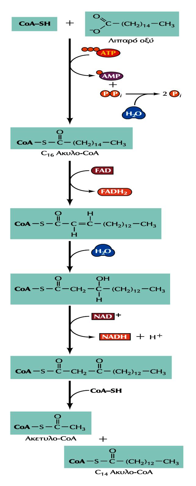 ΤΑ ΕΥΚΑΡΥΩΤΙΚΑ ΚΥΤΤΑΡΑ ΑΠΟΚΤΟΥΝ ΑΤΡ με 2 ΜΗΧΑΝΙΣΜΟΥΣ -II A. Χωρίς μεμβράνες: η οξείδωση των λιπαρών οξέων -Το λιπαρό οξύ (π.χ.