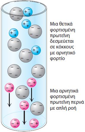 Χρωματογραφία ιοντοανταλλαγής.