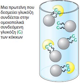 Χρωματογραφία συγγένειας.