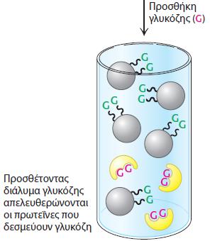 πρωτεϊνών στη στήλη Απομόνωση πρωτεϊνης που αναγνωρίζει την ομάδα G (3) έκλουση της επιθυμητής πρωτεΐνης με