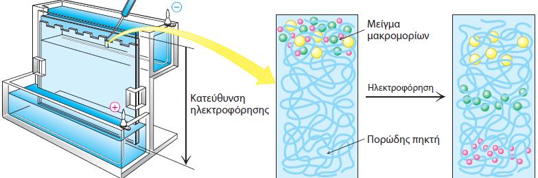 Οι πρωτεΐνες είναι δυνατόν να διαχωριστούν με ηλεκτροφόρηση Ηλεκτροφόρηση σε πηκτή SDS πολυακρυλαμιδίου.