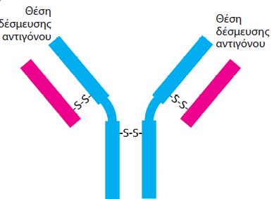 3.2 Η ανοσολογία προσφέρει σημαντικές τεχνικές δυνατότητες Ένα αντίσωμα (ανοσοσφαιρίνη) είναι μια πρωτεΐνη που συντίθεται από τα σπονδυλωτά ως απόκριση στην παρουσία μιας ξένης ουσίας που λέγεται