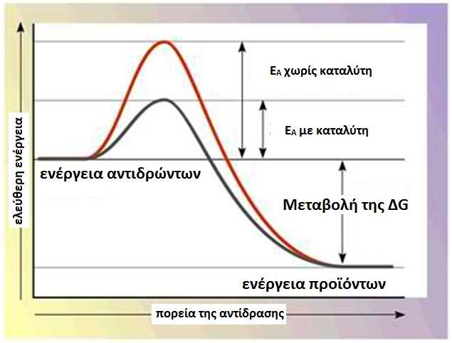 Αρκεί μικρή ποσότητα του καταλύτη, προκειμένου να μεταβληθεί σημαντικά η ταχύτητα της αντίδρασης.