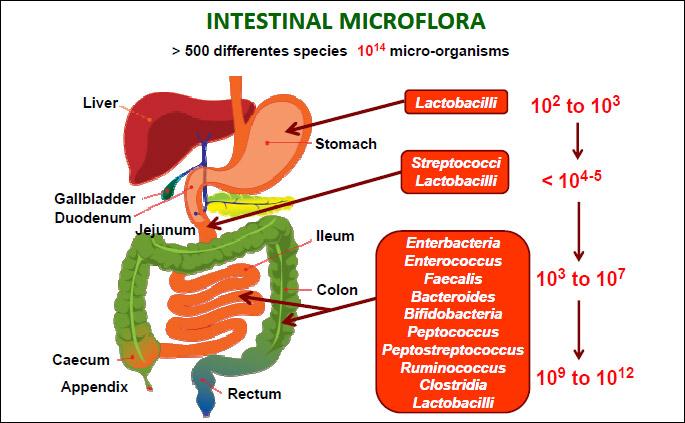 Fig. 1. Spatial and longitudinal variations in microbial numbers and composition across the length of the gastrointestinal tract.