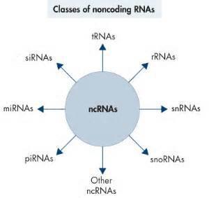 Piwi-interacting RNAs, pirnas Long non-coding RNAs, lnc-rnas μεγάλα μη κωδικοποιητικά RNA Small nucleolar RNAs, snornas Other RNAs Εικόνα 5.