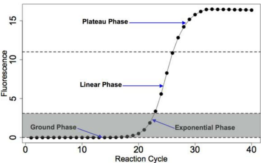 Η ενίσχυση (πολλαπλασιασμός) των προϊόντων της real time PCR χαρακτηρίζεται από 4 φάσεις: τη γραμμική φάση, την πρώιμη εκθετική φάση, την εκθετική φάση και τη φάση πλατώ [332] (Eικόνα 10).