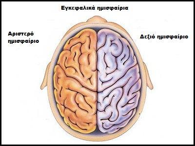 Ο εγκέφαλος χωρίζεται σε δύο ημισφαίρια, ένα αριστερό και ένα δεξιό, τα οποία μοιάζουν εξωτερικά, αλλά έχουν διαφορετικό μέγεθος και διαφέρουν ως προς τη λειτουργία τους.
