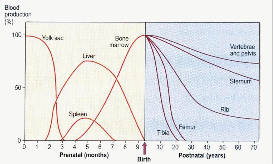 Ο μυελός των οστών, αναλαμβάνει ως το κύριο αιμοποιητικό όργανο στην παιδική, εφηβική και ενήλικο ζωή ενώ προγεννητικά κατά την εμβρυική εξέλιξη σταδιακά
