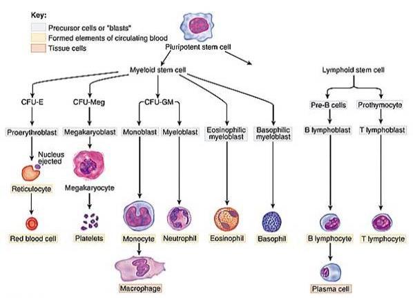 Cell hierarchy (Haemopoiesis schematic representation) Η παραγωγή των κοκκιοκυττάρων και των μονοκυττάρων στον μυελό των οστών, επιτελείται κατά ένα